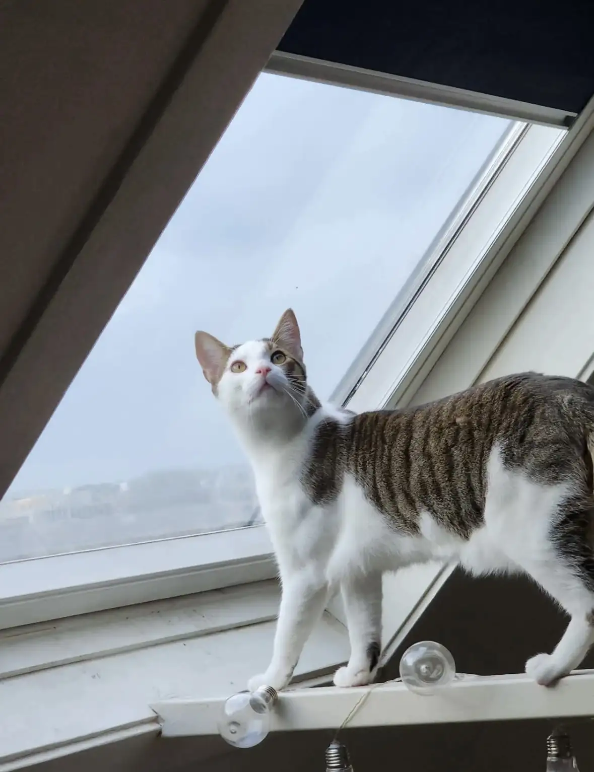 A tabby and white cat stands on a windowsill looking upward with wide eyes, positioned next to a string of clear light…