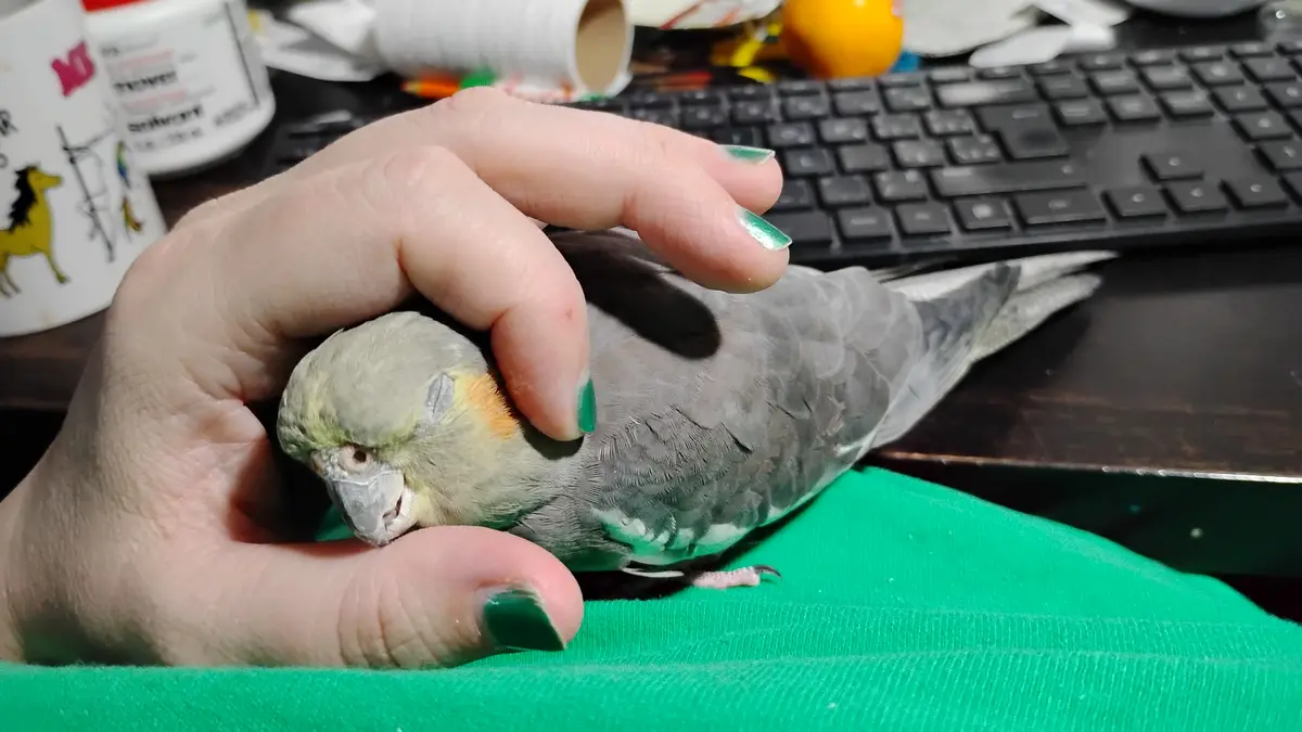 A person with green nail polish gently holds a grey cockatiel bird on their green shirt, with a keyboard and cluttered desk…