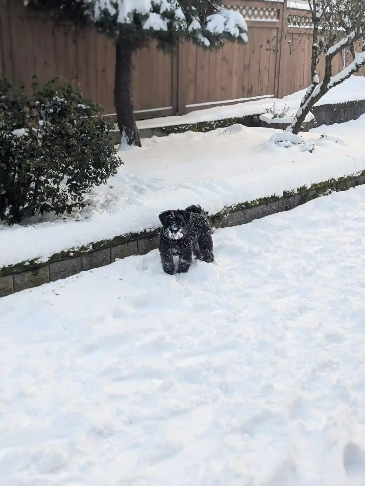 A small black dog with curly fur stands in a snowy yard, snow covering its face and fur. Behind it is a low stone wall…