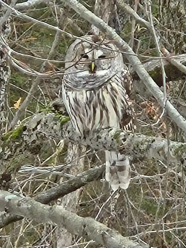 A barred owl perched among bare tree branches, its mottled brown and white feathers blending with the bark and twigs. The…