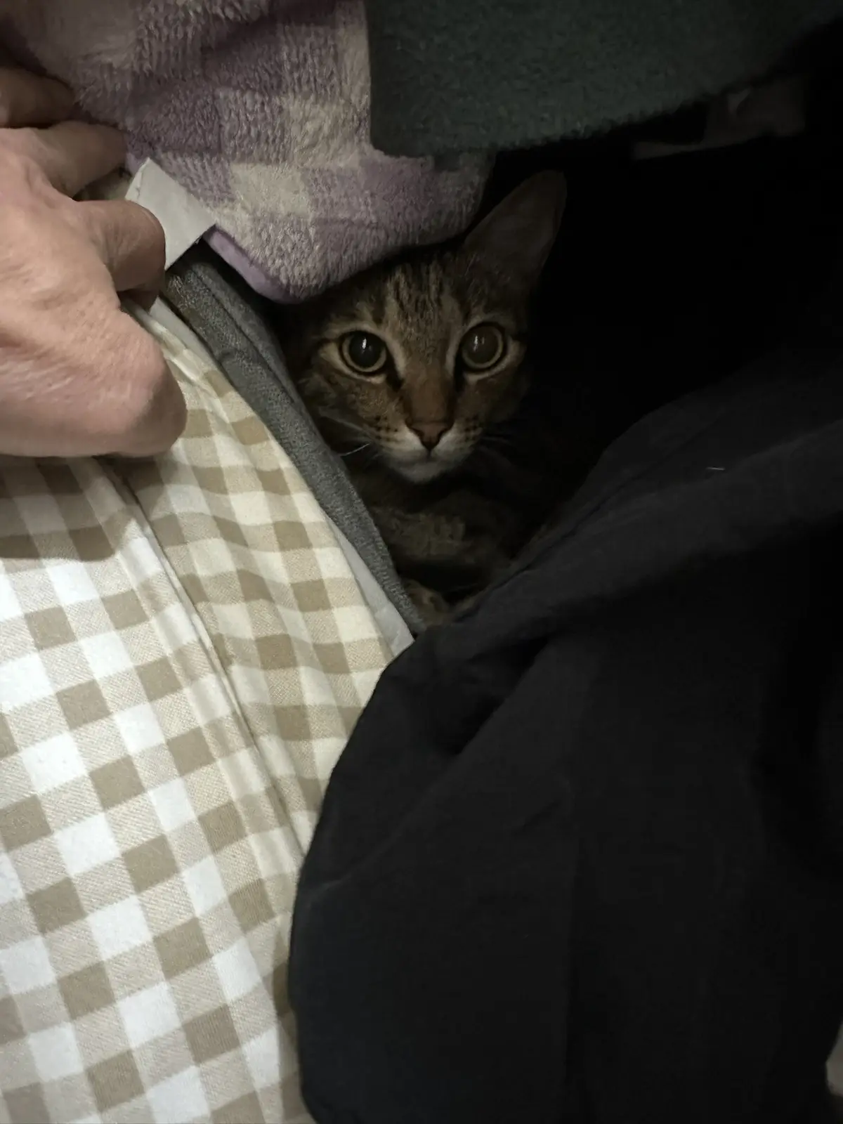 A tabby cat with wide, startled eyes peers out from under a pile of blankets, including a checkered one and a purple fleece…