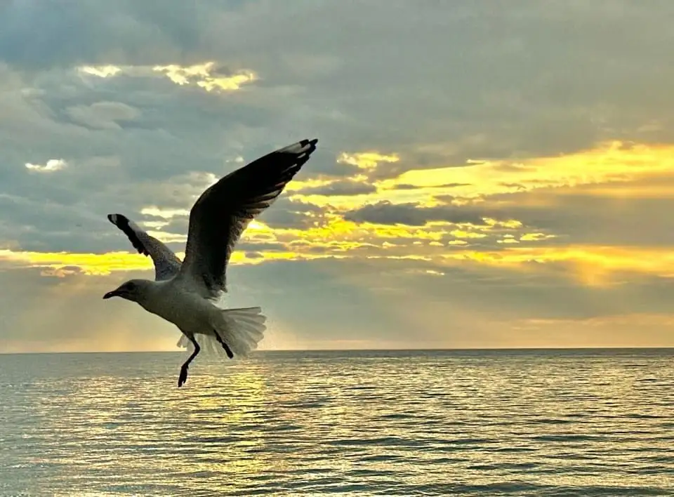 Soaring High: In Flight Adventures