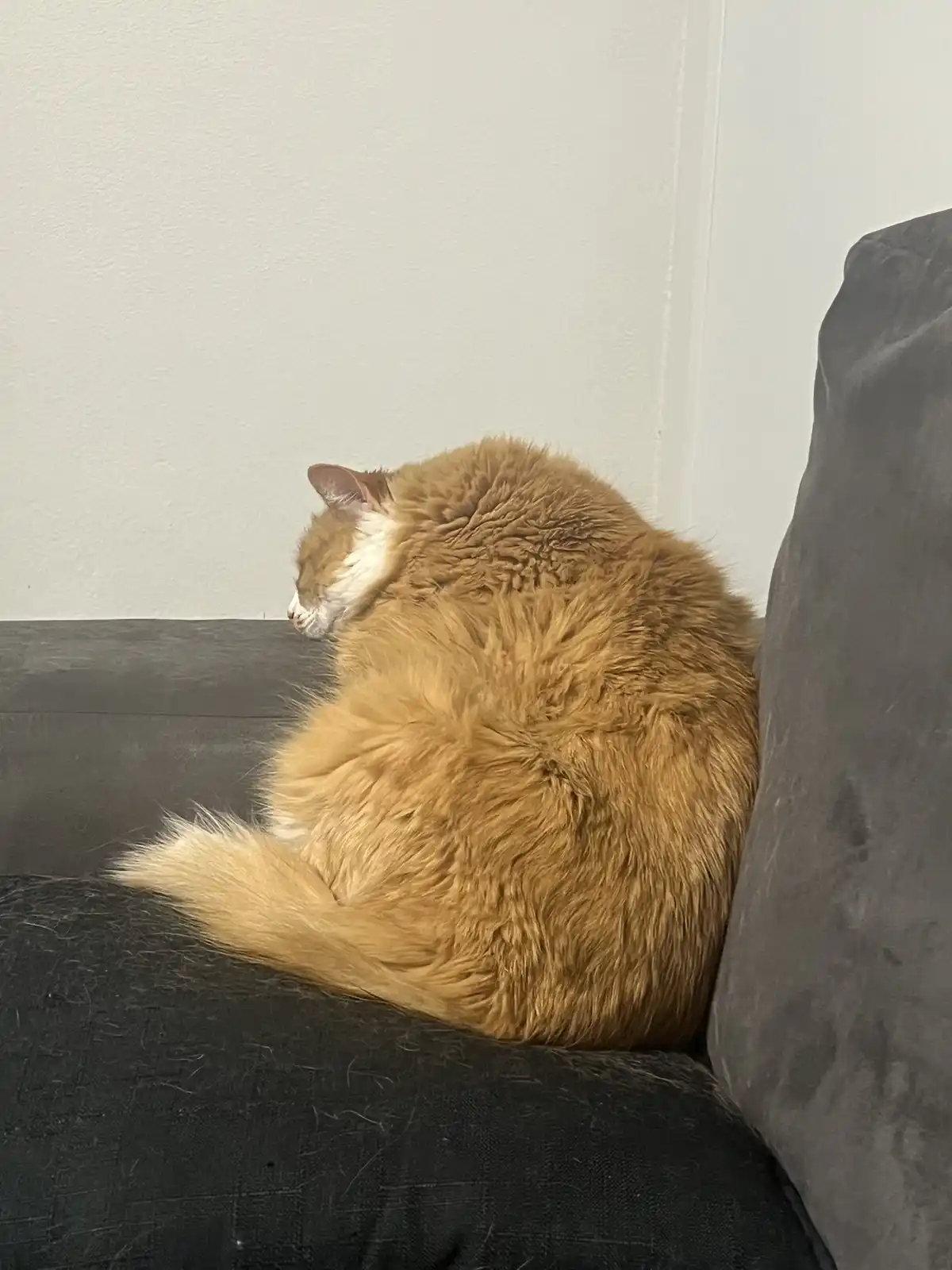 A fluffy orange and white cat is curled up in a tight ball on a dark gray couch, facing away from the camera with its eyes…
