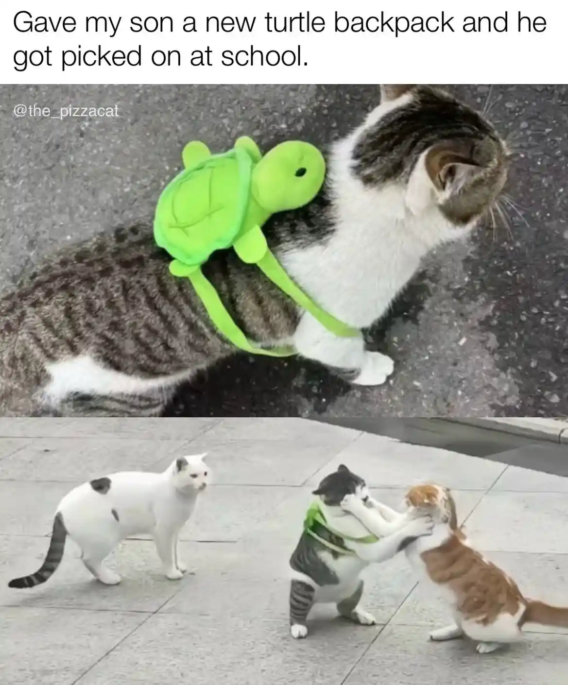 A cat wearing a bright green turtle-shaped backpack is shown in two panels. In the top panel, the cat looks away while…