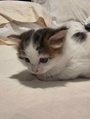 Meet Sonora's Adorable Cat