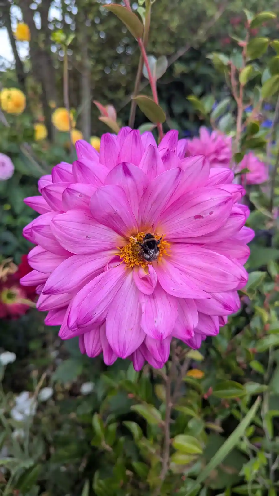A close-up photograph shows a large, vibrant pink dahlia flower with a bumblebee actively collecting pollen from its yellow…