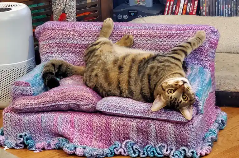 A tabby cat lies on its back on a colorful, knitted purple and blue cat bed, paws in the air, looking up with wide eyes. The…