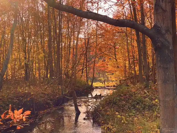 A serene autumn forest scene with a small stream winding through golden-orange foliage, sunlight filtering through the…