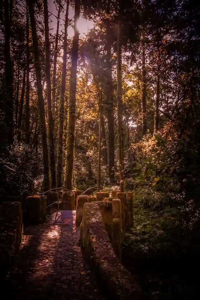 A serene forest path made of stone slabs and cobblestones, flanked by mossy stone walls, winds through tall trees with…