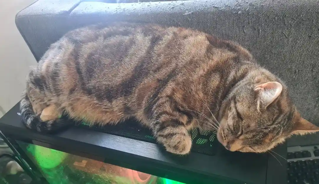 a tabby cat is curled up and sleeping on top of a black computer case with green LED lights visible through a vent. The…