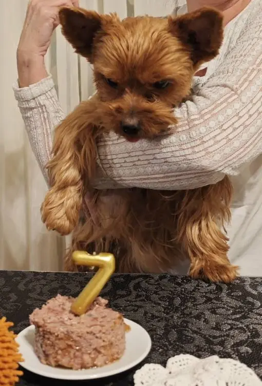 A small, fluffy, brown Yorkshire Terrier is being held by a person wearing a white sweater, looking down at a small cake on…