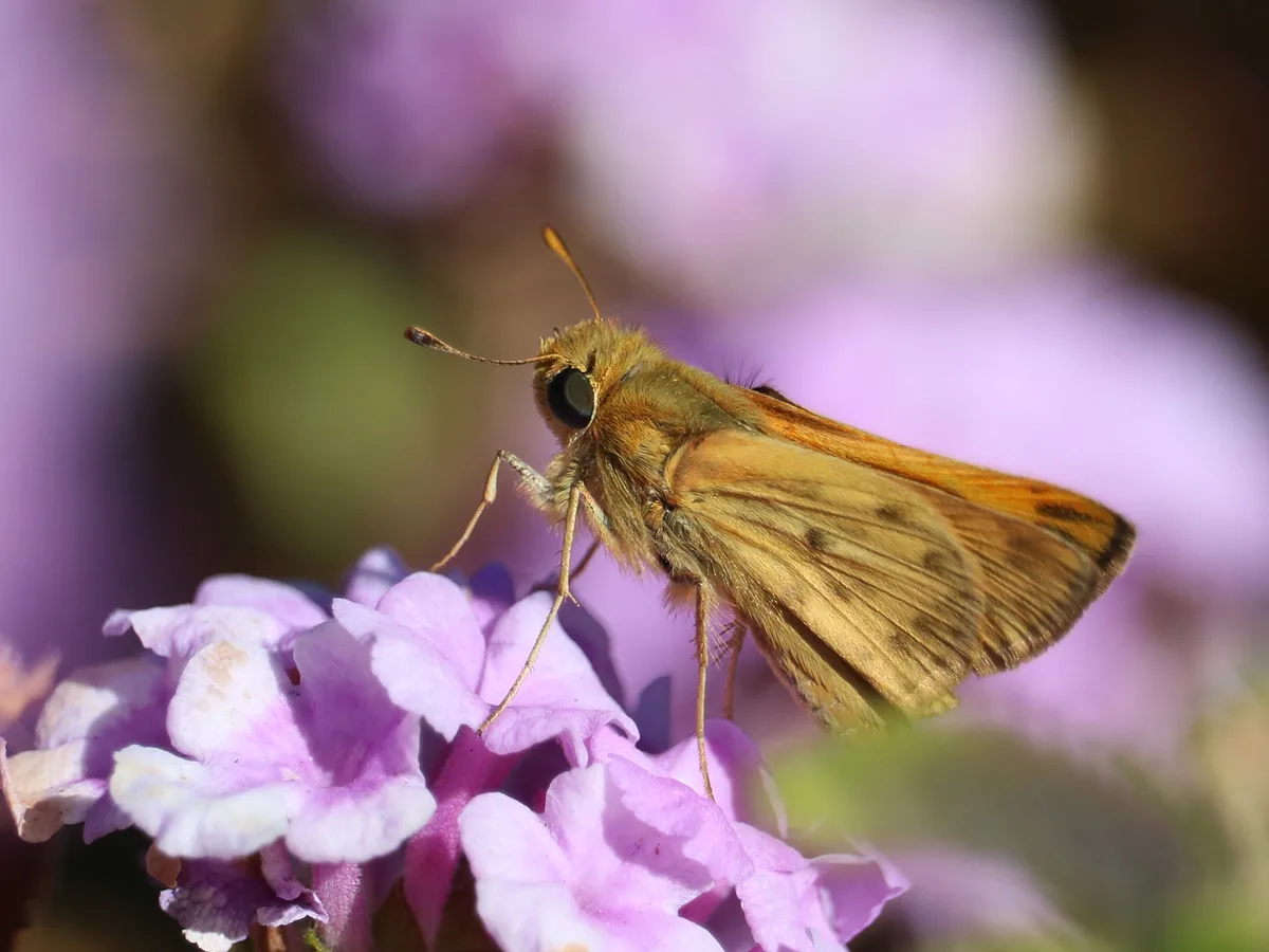 A close-up photograph shows a brownish-orange skipper butterfly perched on a cluster of small, light purple flowers. The…