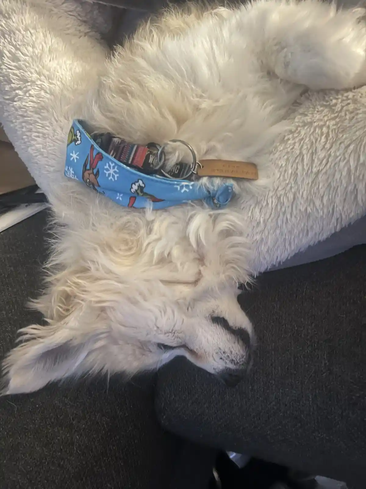 A fluffy white dog is sleeping soundly on its side on a dark gray couch, wearing a blue holiday-themed collar with…