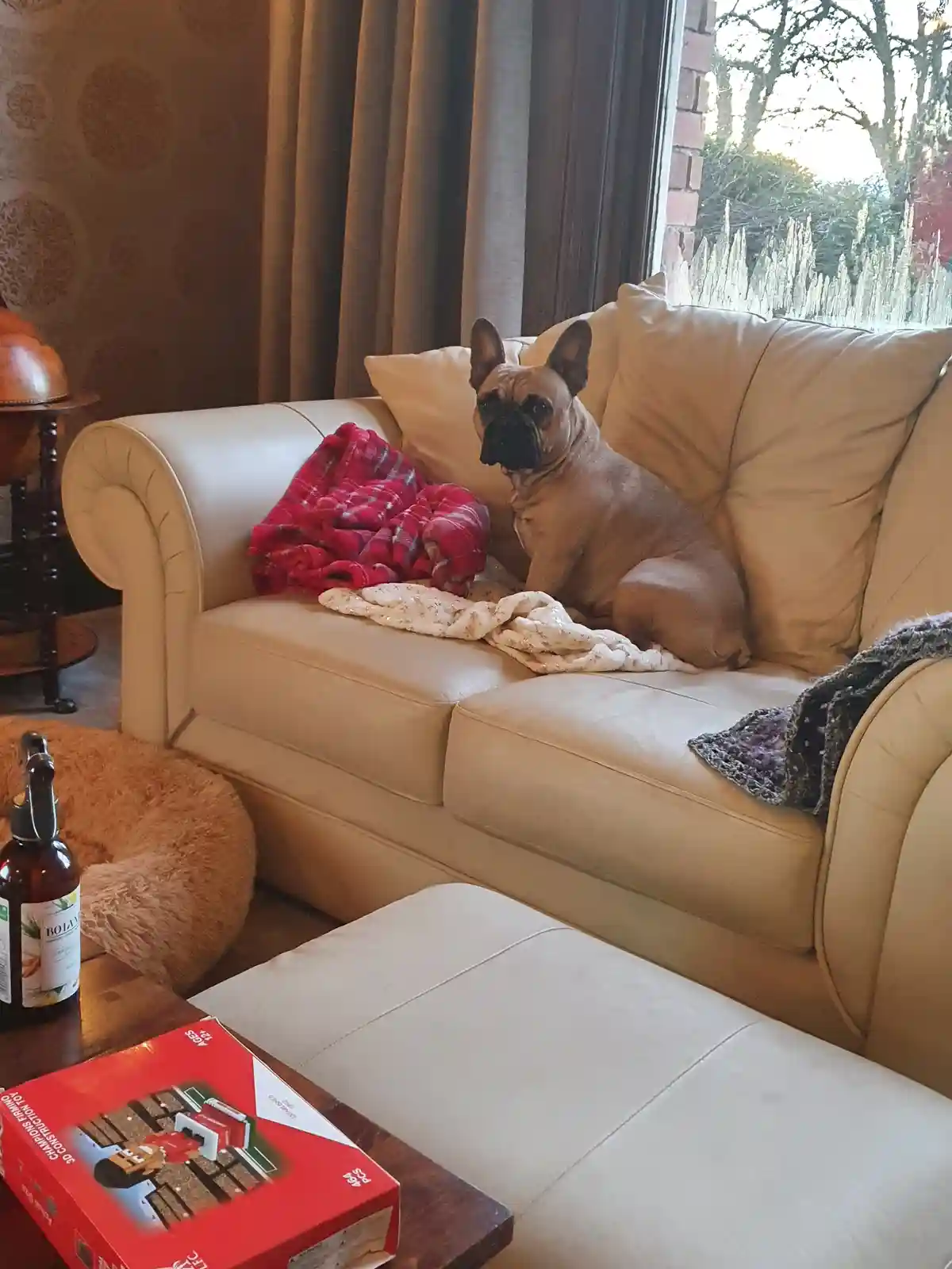 A fawn-colored French bulldog sits upright on a beige leather couch, looking directly at the camera with a serious…