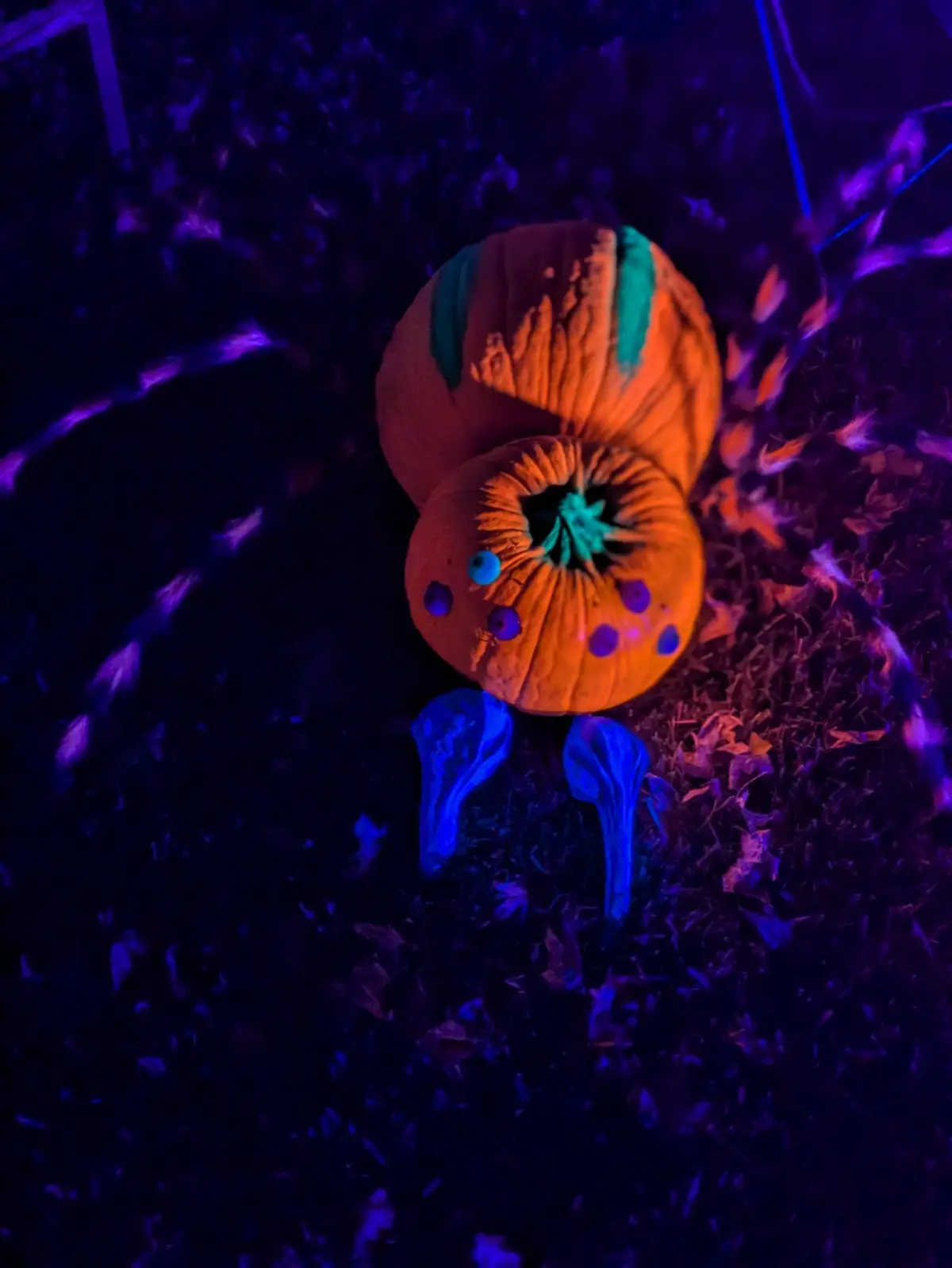 A pumpkin carved and painted to resemble a spider, with glowing blue legs and eyes under blacklight, lying on grass with…