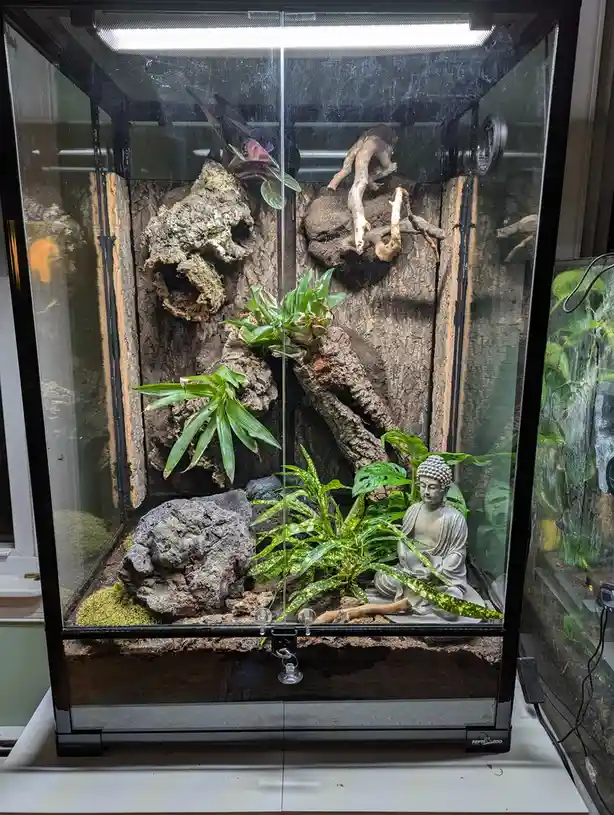 A glass terrarium with a naturalistic setup including bark, driftwood, moss, and various green plants. A small gray Buddha…