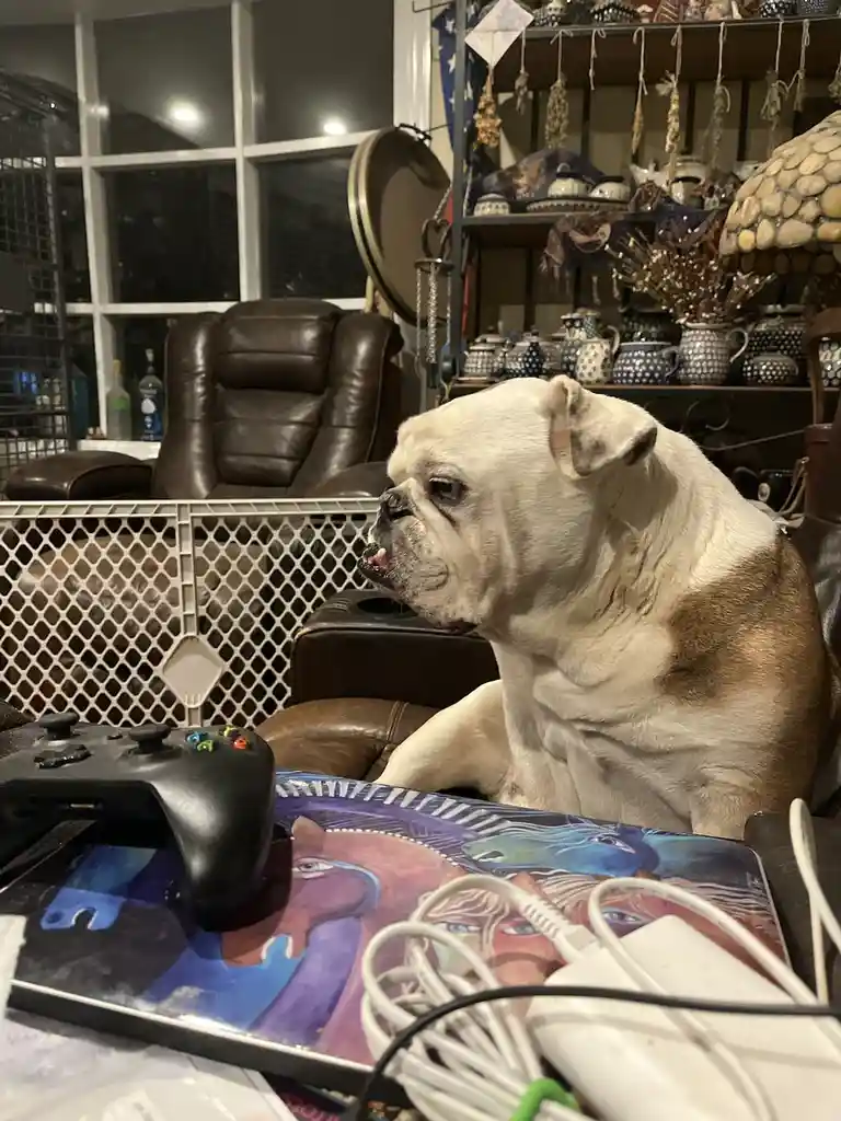 A white and brown bulldog sits on a leather couch, looking off to the side with a disgruntled expression, its mouth slightly…