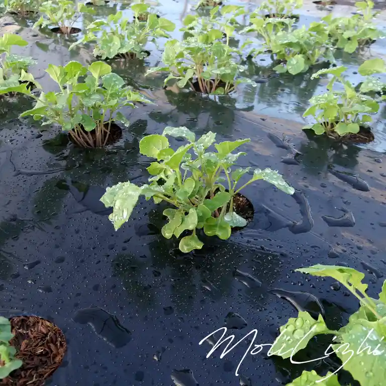 A photo of young green plants growing through holes in a black plastic sheet covering a wet garden bed, with water droplets…