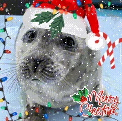 A gray seal wearing a red and white Santa hat with holly, surrounded by snow, candy canes, and colorful Christmas lights…