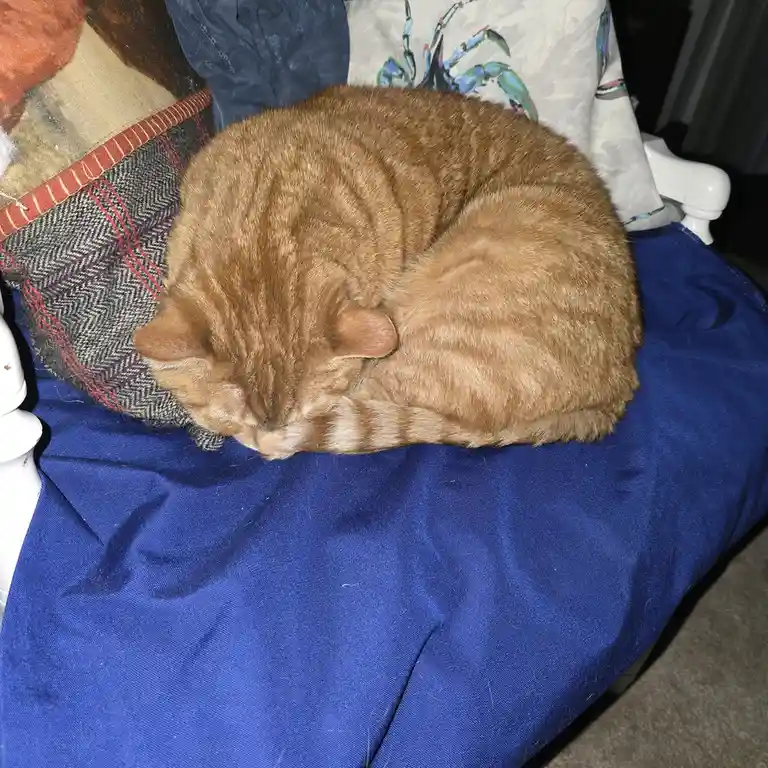 A ginger tabby cat is curled up in a tight ball, sleeping soundly on a blue fabric-covered chair. Behind it are patterned…