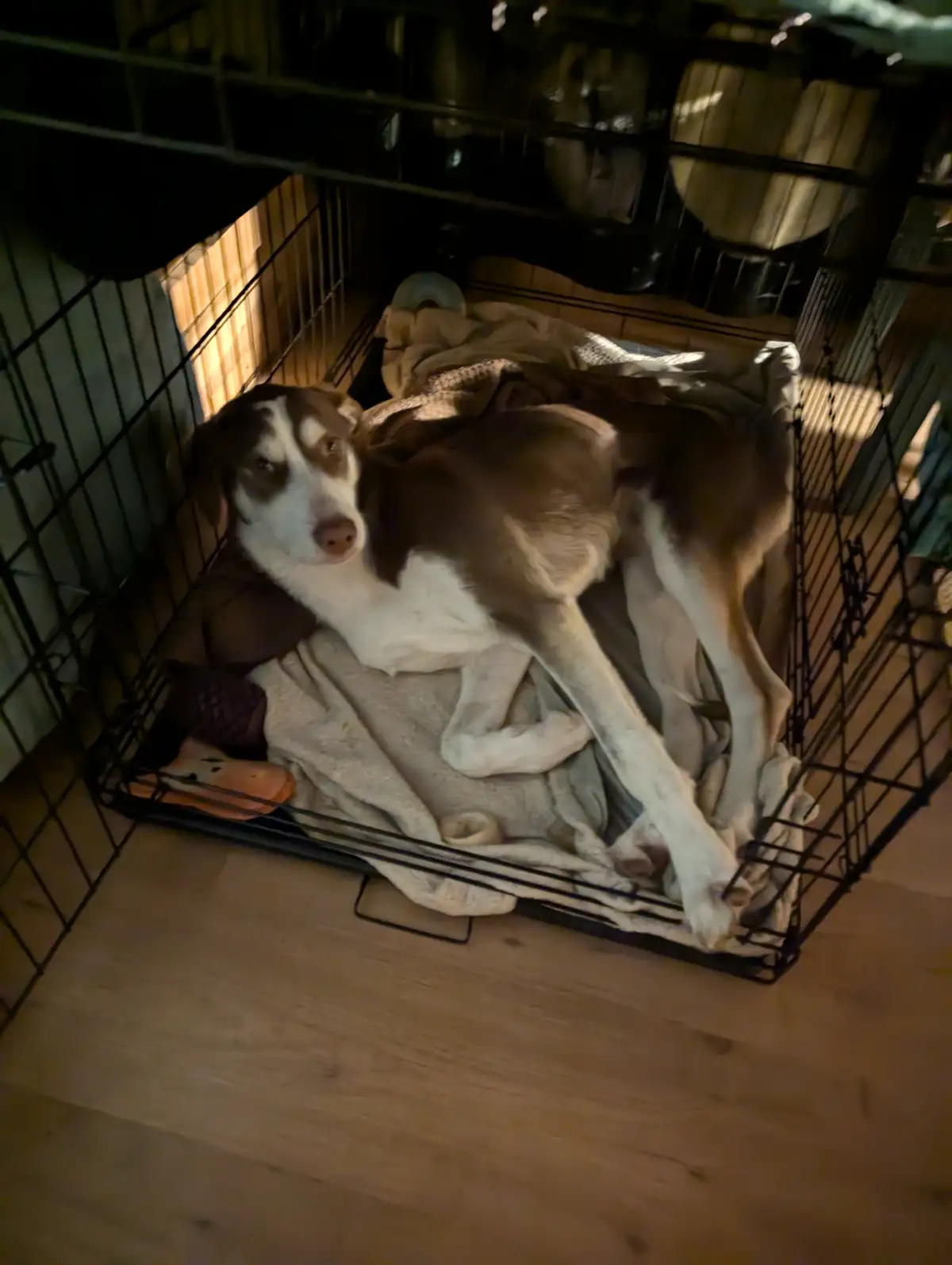 A brown and white dog lies sprawled in a black wire crate, resting on blankets with one leg extended, looking directly at…