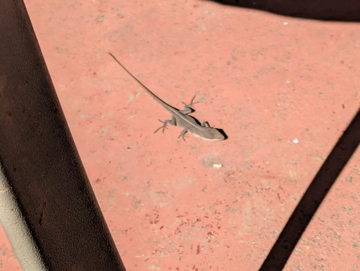 A small, gray lizard with a long tail is crawling across a reddish-pink tiled surface, framed by dark metal bars. The…