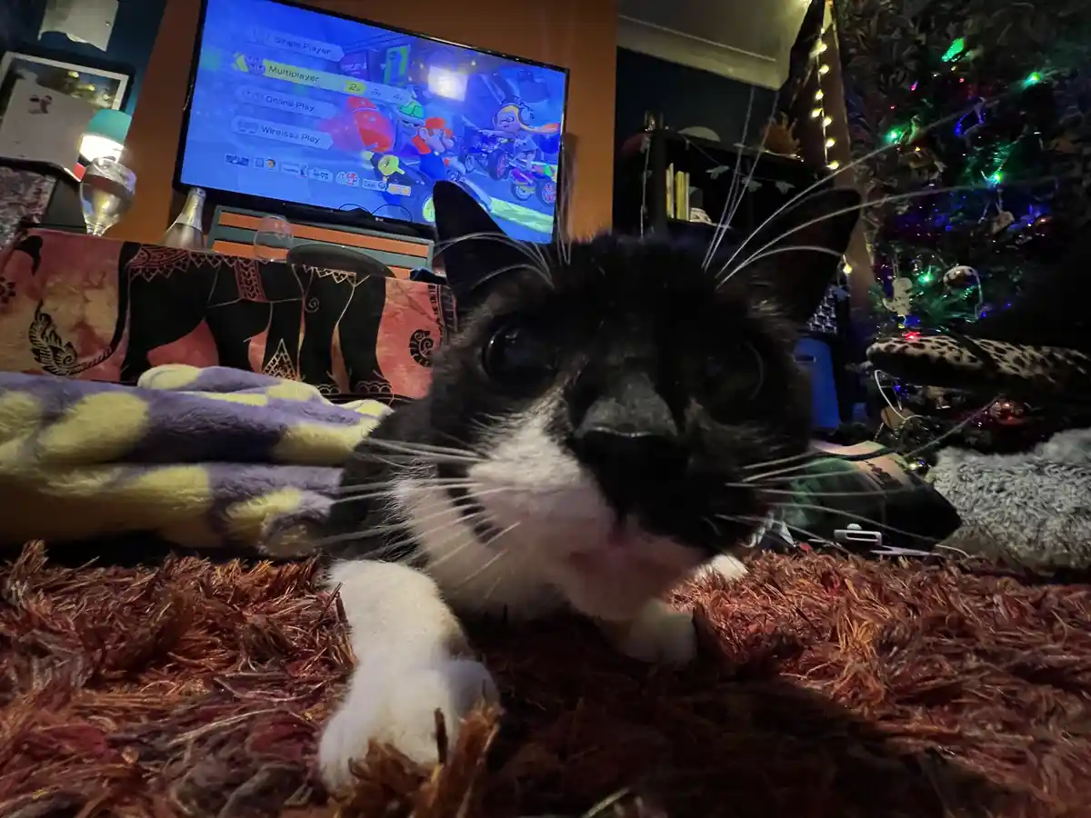 Wishing you a happy new year with an adorable cat picture!