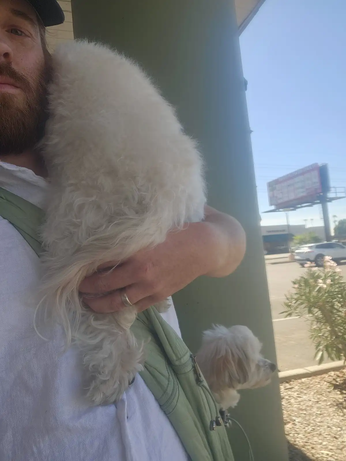 A man with a beard and cap holds a fluffy white dog in a green baby carrier, with another small white dog peeking out from…