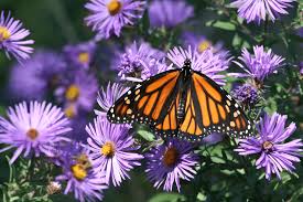 A monarch butterfly with orange and black wings rests on a cluster of purple asters with yellow centers. The image is…