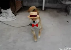 A small tan dog wearing a tiny straw hat with a black band and a red bow tie stands on a leash, looking directly at the…