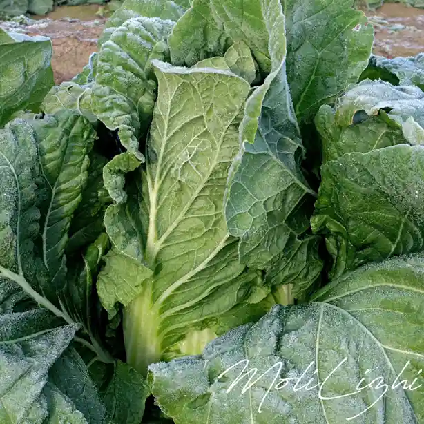 A close-up photograph of frost-covered green leafy vegetables, likely bok choy or a similar crop, growing in a field. The…