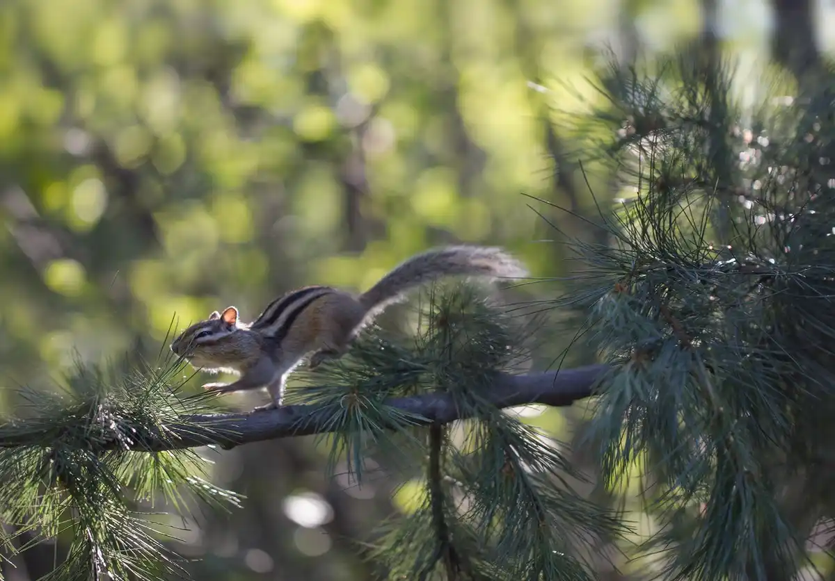 A chipmunk is perched on a pine tree branch, looking alert and poised, with a blurred green forest background. The image has…