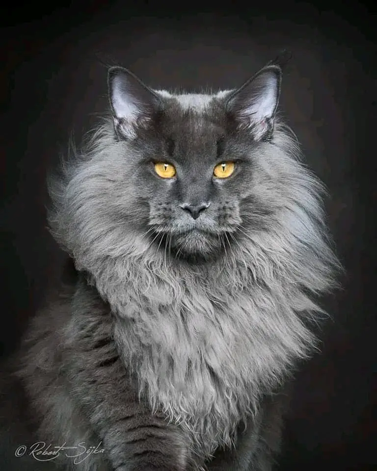 A majestic, long-haired gray cat with bright yellow eyes stares intensely at the camera against a dark background. The cat…