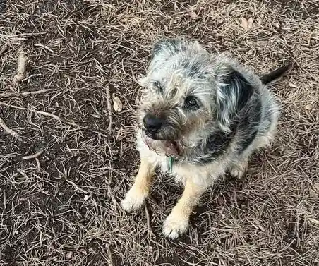 A scruffy, shaggy dog with a mix of gray, black, and tan fur sits on dry pine needles and dirt, looking up at the camera…