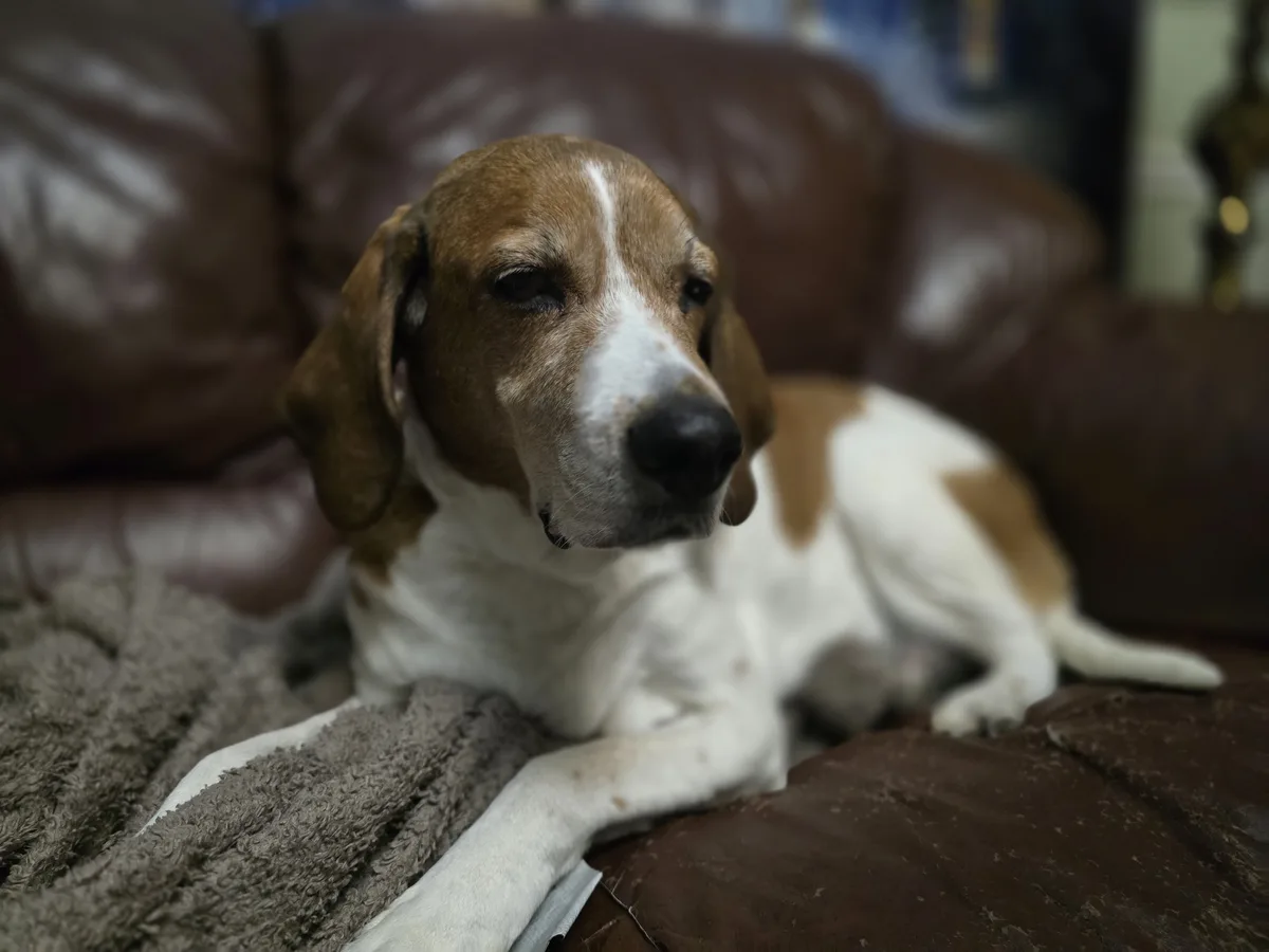 A brown and white beagle dog with droopy ears is lying on a brown leather couch, partially covered by a grey blanket. The…