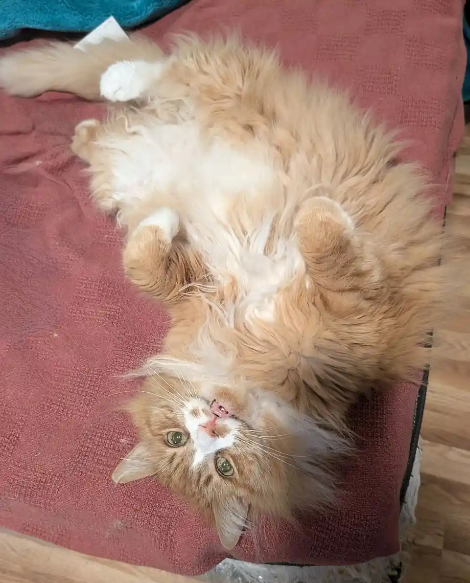A fluffy orange and white cat lies on its back on a pink textured blanket, exposing its belly and looking up with wide green…