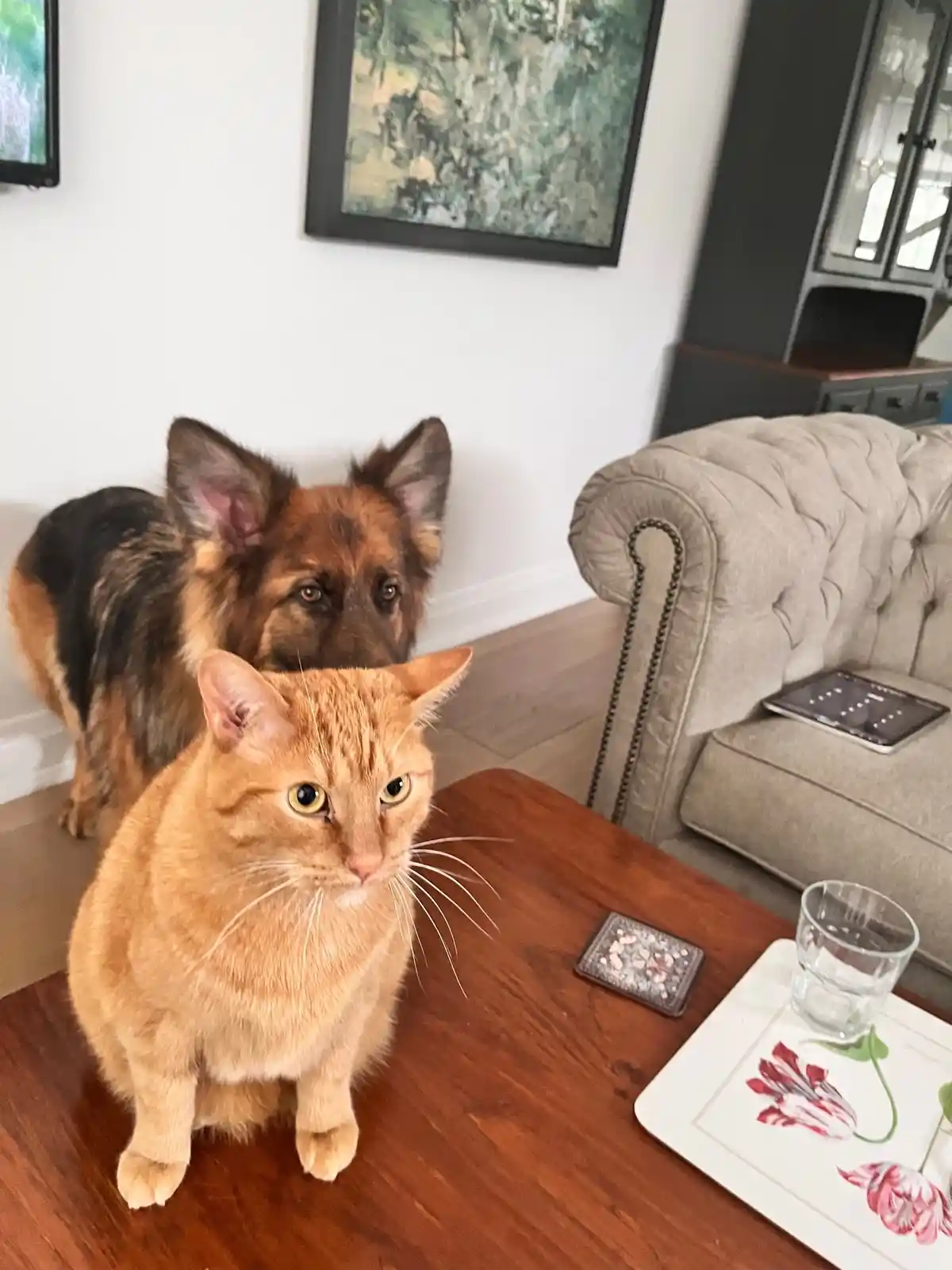 An orange tabby cat sits calmly on a wooden table, looking directly at the camera with a stoic expression, while a German…