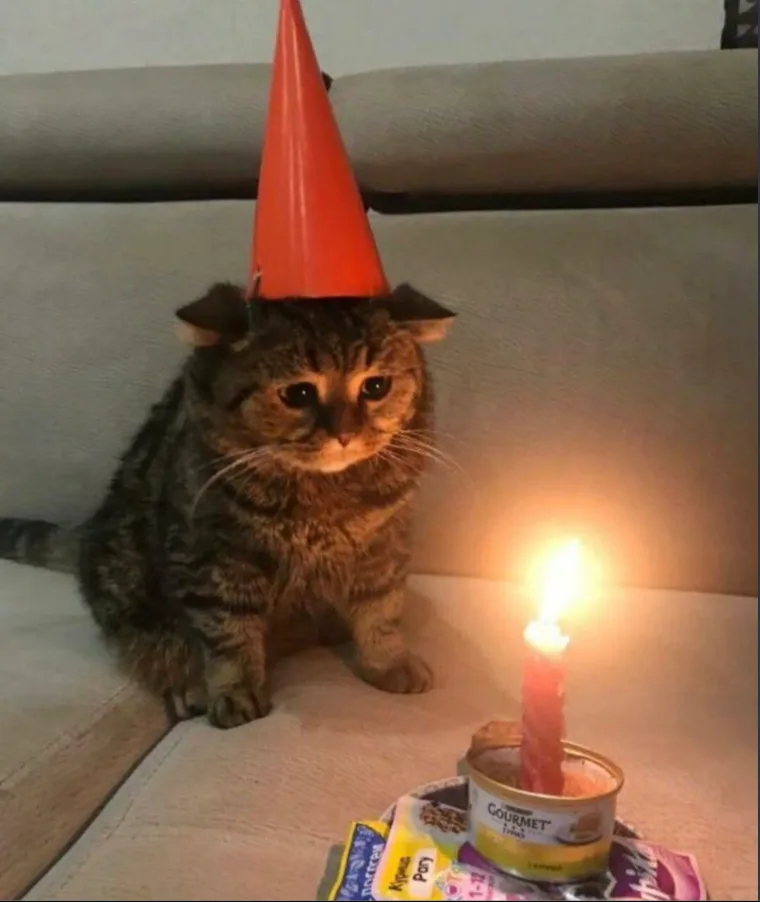 A tabby cat wearing a red party hat sits solemnly on a couch next to a lit birthday candle placed in an open can of cat…