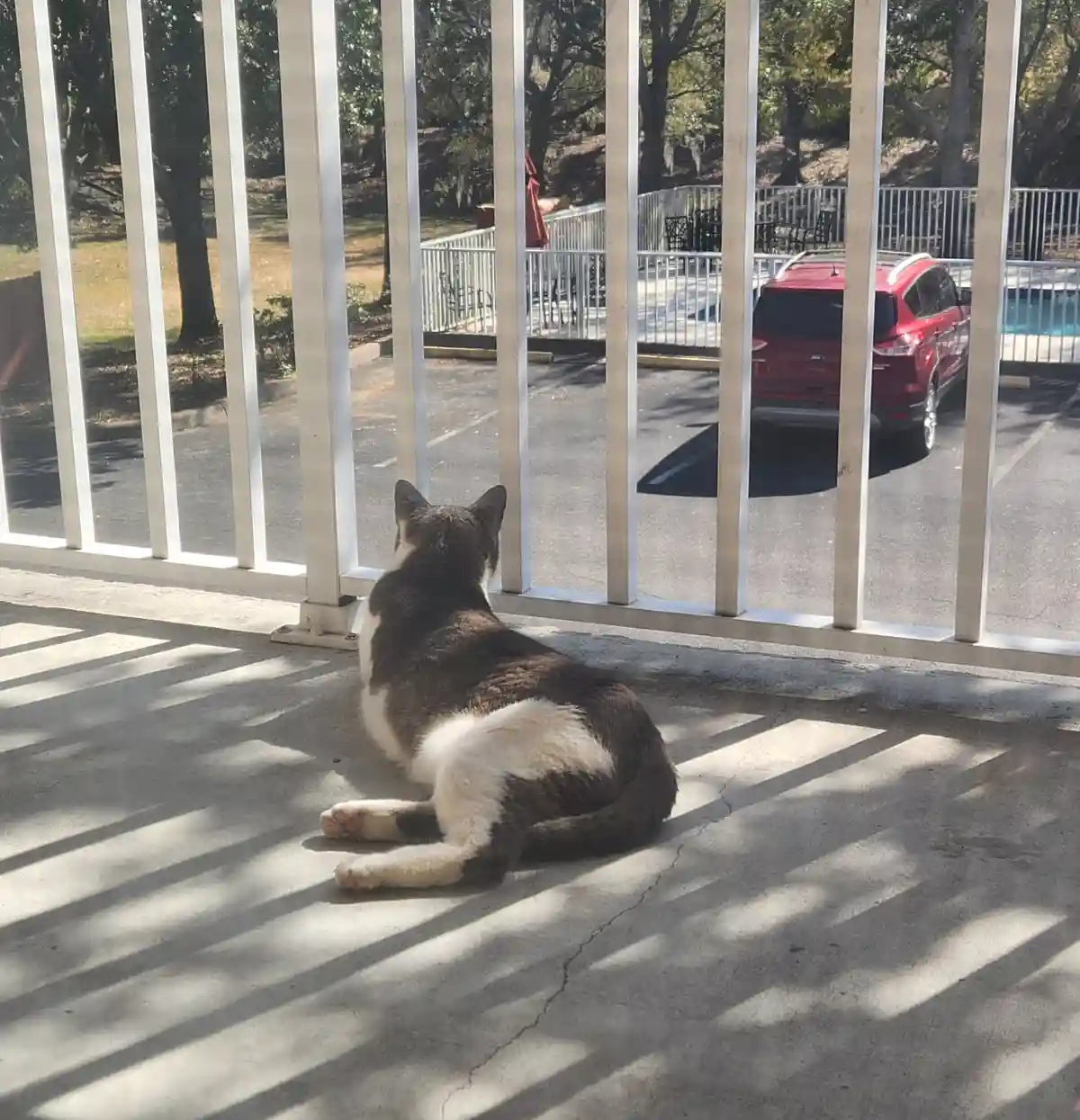 A brown and white cat sits on a concrete patio behind a white vertical fence, looking out at a parking lot with a red SUV…