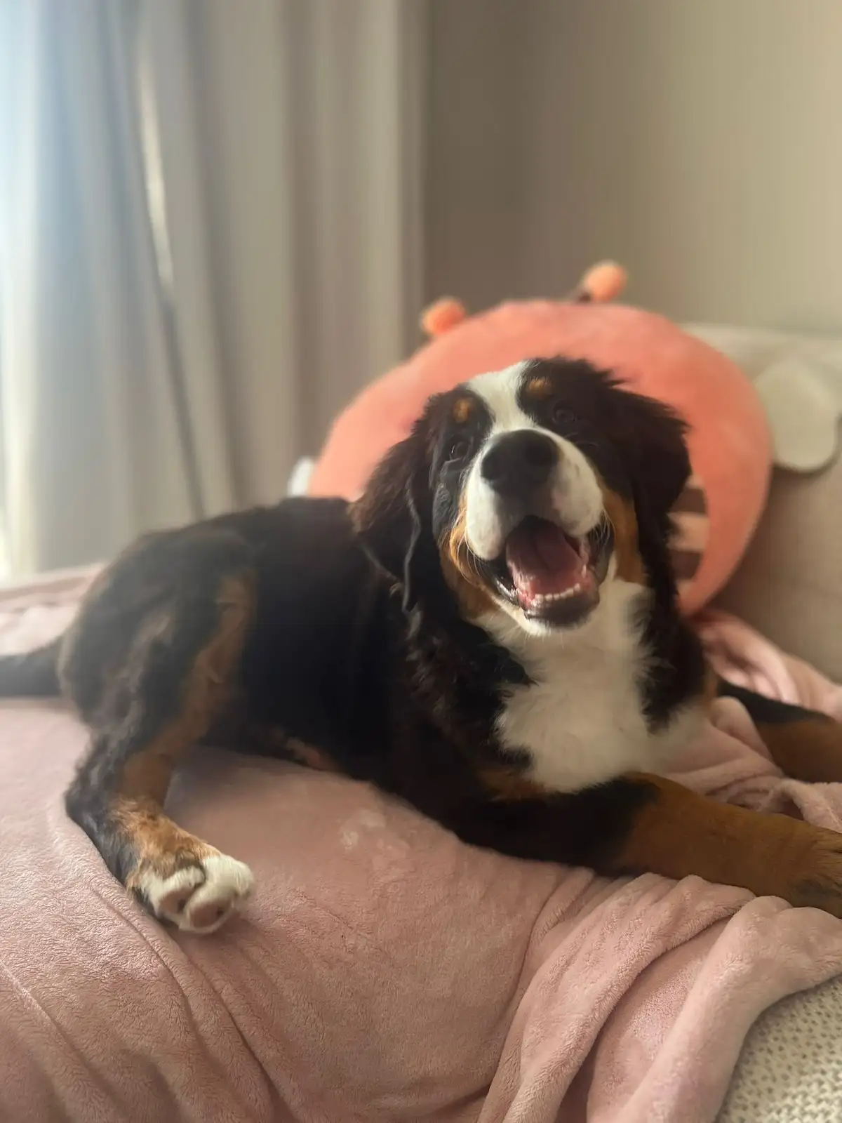 A Bernese Mountain Dog with black, white, and tan fur is lying on a pink blanket on a couch, mouth wide open in an…