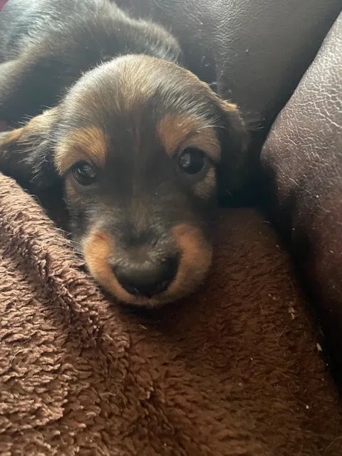 A close-up photo of a small, black-and-tan puppy with large, expressive eyes looking directly at the camera, resting on a…
