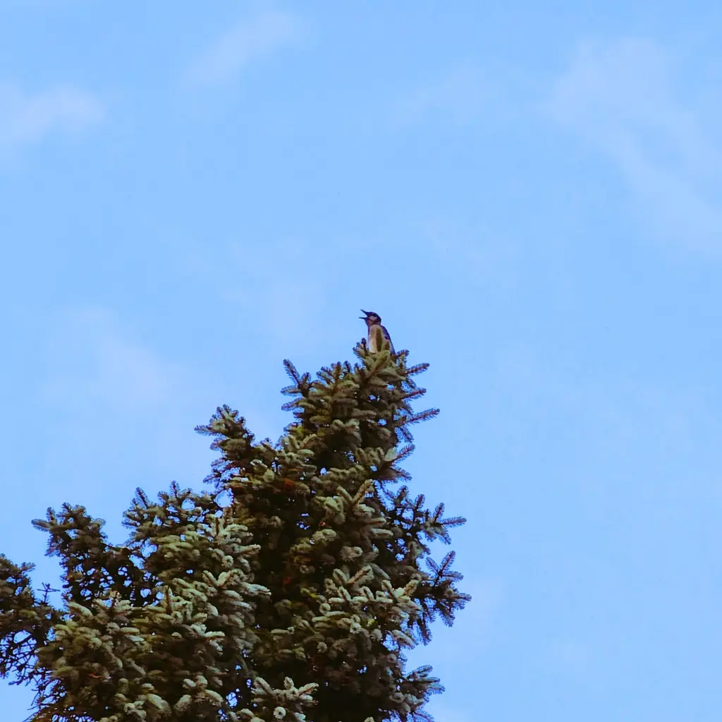 A small bird perched atop the highest branch of a coniferous tree against a clear blue sky. The bird is facing upward, and…