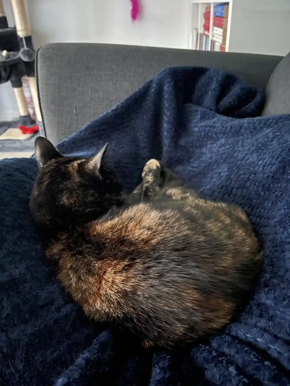 A tortoiseshell cat is curled up and sleeping soundly on a dark blue blanket draped over a gray couch. The cat's back is to…