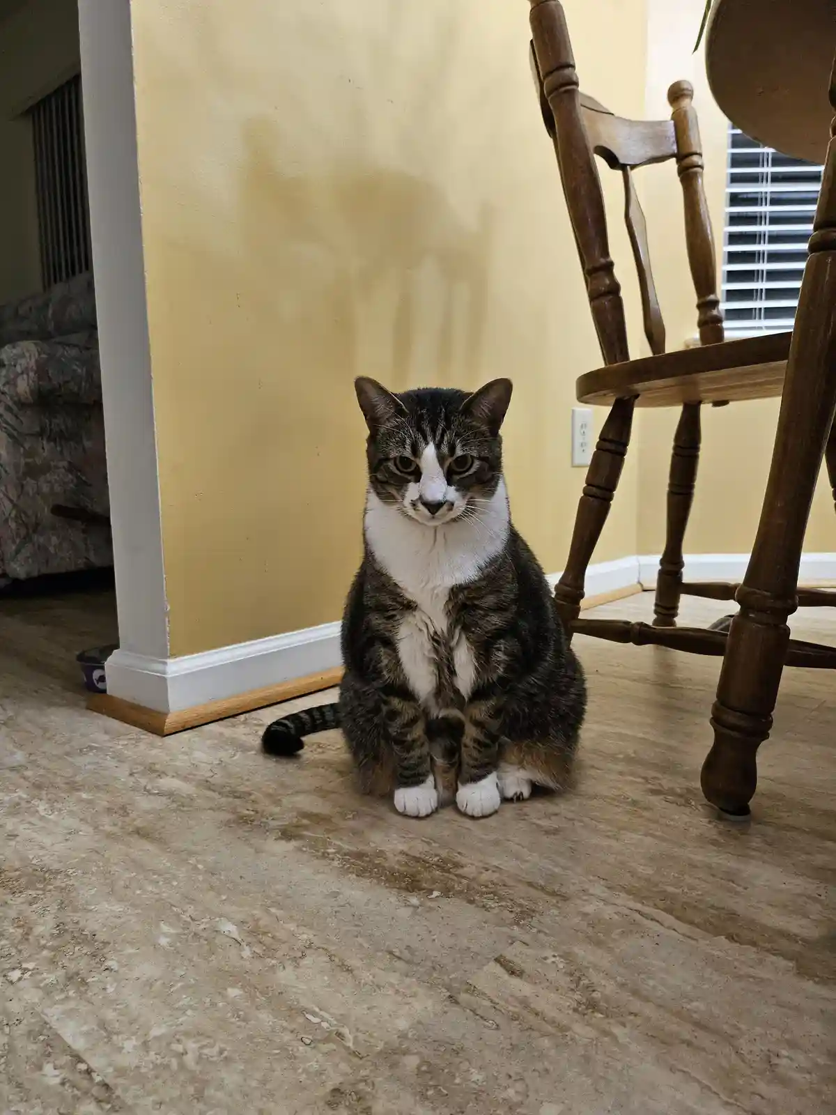 A tabby and white cat sits upright on a tiled floor indoors, looking directly at the camera with a serious expression…