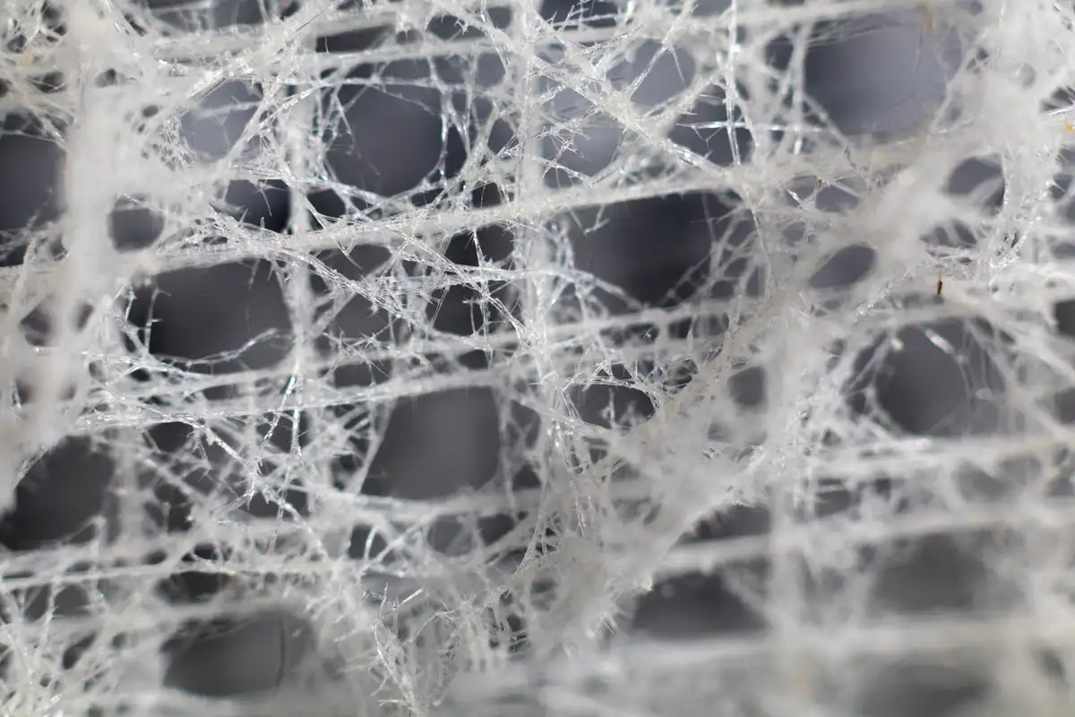 A close-up photo shows a dense, tangled web of white, fibrous strands resembling spider silk or a synthetic mesh, covering a…