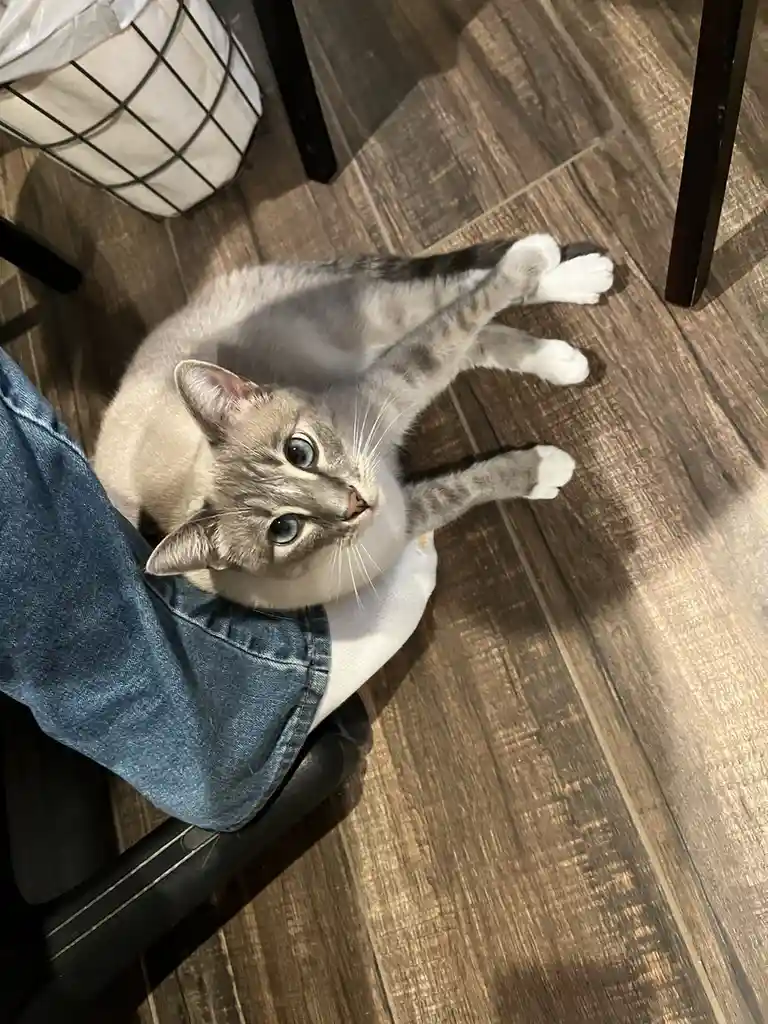 Daily dose of cuteness: Cat Ivy, Day 298.