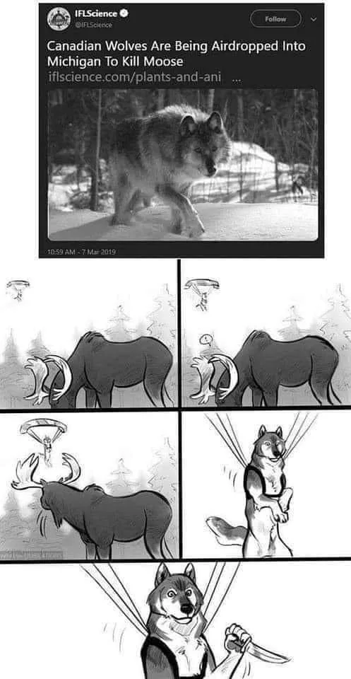 A meme shows a tweet from IFLScience about wolves being airdropped into Michigan to kill moose, followed by a four-panel…