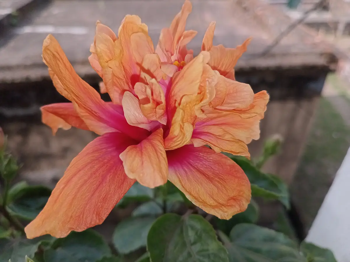 A close-up photograph of a large, multi-petaled hibiscus flower with vibrant orange and pink hues, set against a blurred…