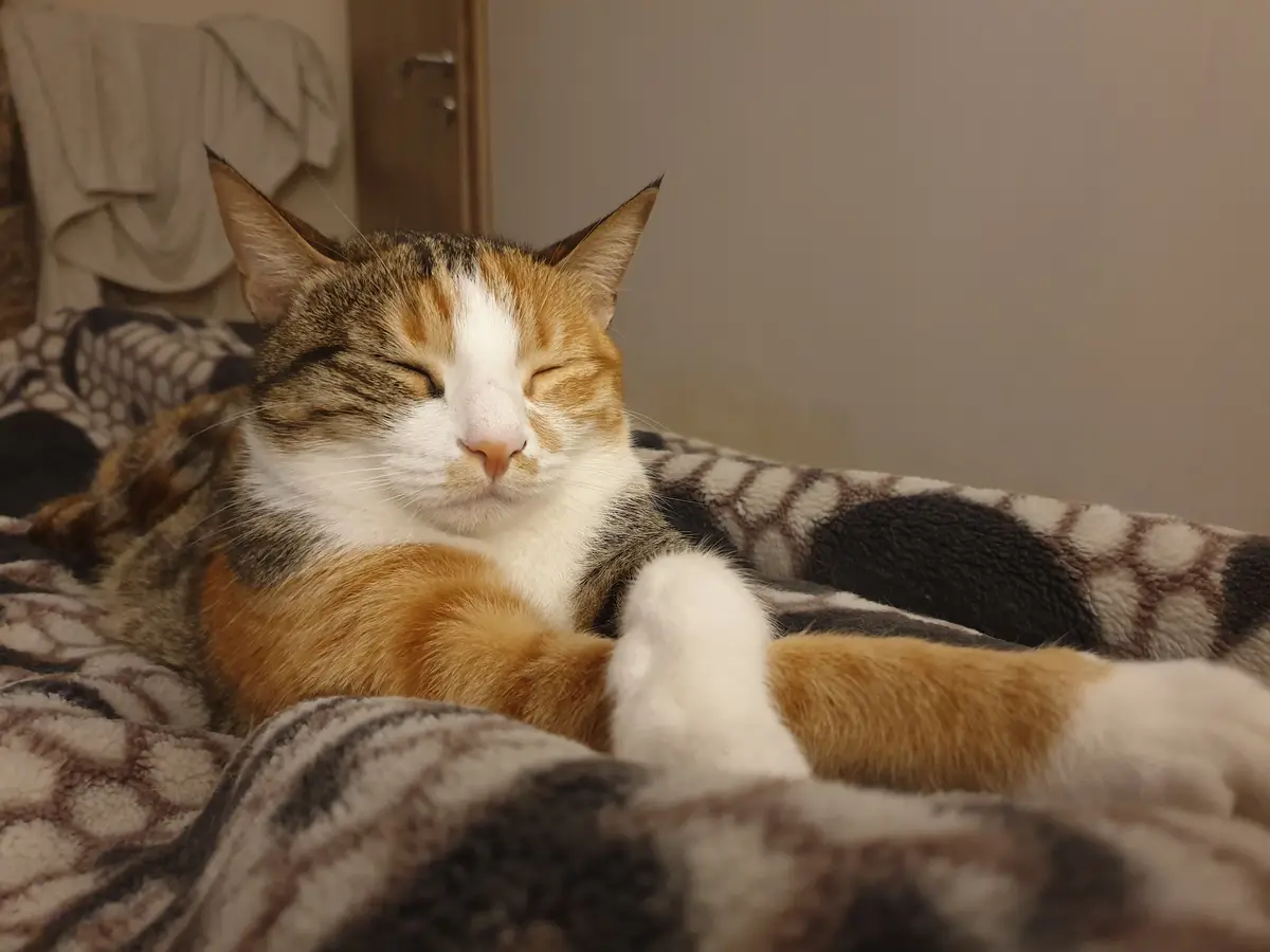 A calico cat with orange, black, and white fur is lying comfortably on a patterned blanket, eyes closed in apparent…