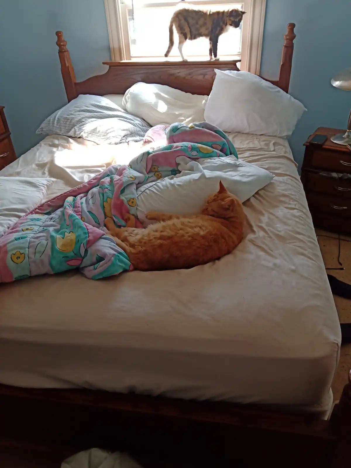 An orange cat sleeps curled up on a messy bed with a colorful blanket, while a calico cat stands on the windowsill above the…